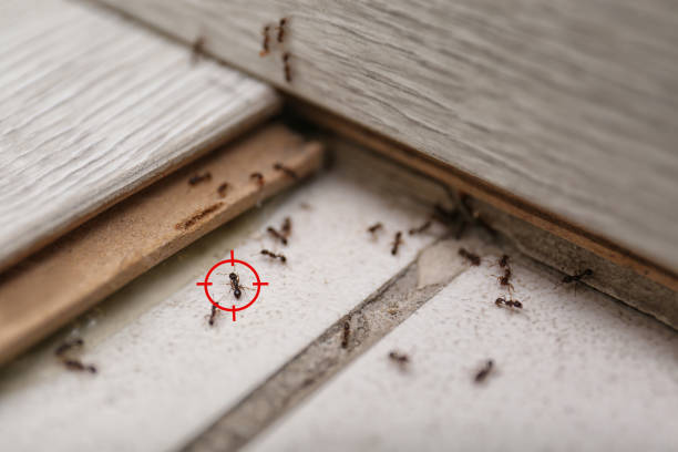 Best Bed Bug Extermination  in New Chicago, IN