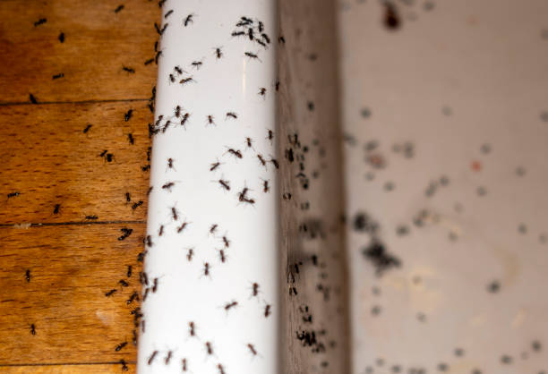 Best Affordable Pest Control Services  in New Chicago, IN