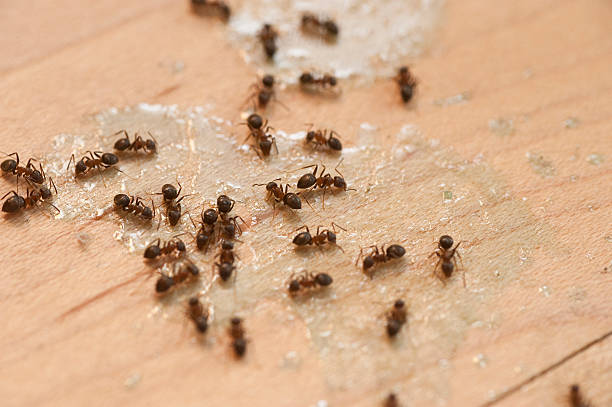 Best Commercial Pest Control Services  in New Chicago, IN